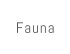 Fauna
